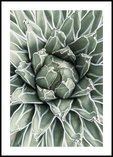 Succulent Leaf Pattern Plakat Plakat / 100x150cm