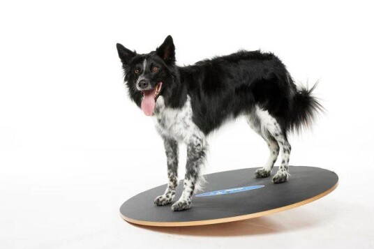 Fitpaws Wobble Board 90Cm Fitpaws Wobble Board 90Cm