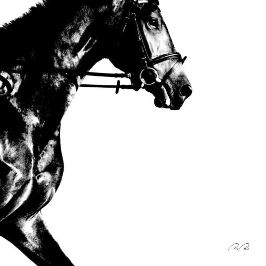 Running horse av Pia Roi Running horse av Pia Roi