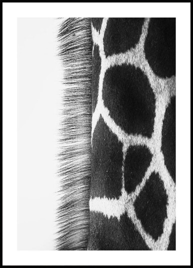 Giraffe Neck Plakat Plakat / 50x70cm Giraffe Neck Plakat Plakat / 50x70cm