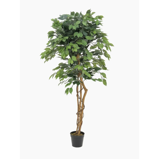 Europalms Ficus Tree Multi Trunk, 150cm