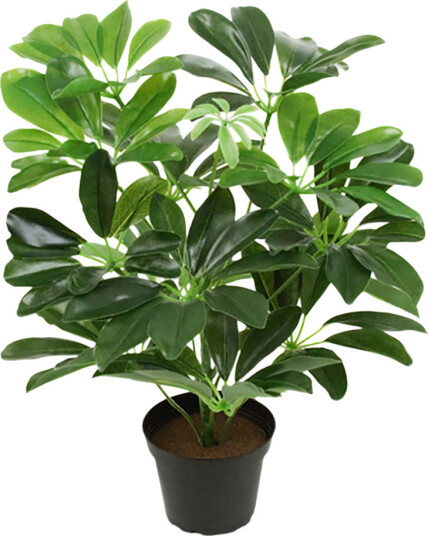 Mr. Plant Schefflera paraplyplante