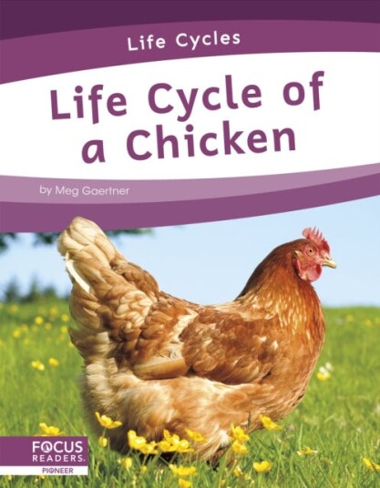 Life Cycles: Life Cycle Of A Chicken Av Meg Gaertner