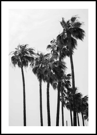 Palm Trees Plakat Plakat / 50x70cm