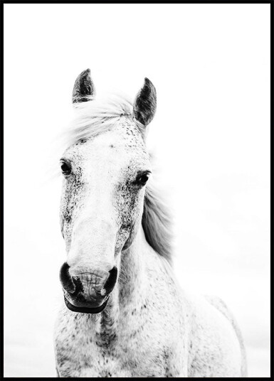 White Horse Plakat Plakat / 30x40cm