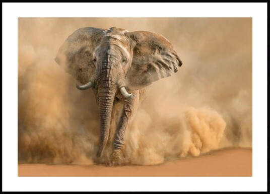 Majestic Elephant Dust Cloud Plakat / 100x150