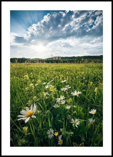 Flowering Meadow Plakat / 50x70cm
