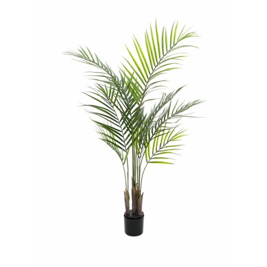 Europalms Areca Palm With Big Leaves 125cm Europalms Areca Palm With Big Leaves 125cm