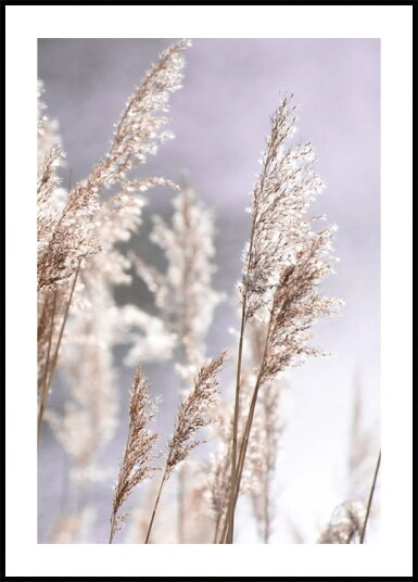 Sunset in the Field Pampas Grass Nature Plakat Plakat / 100x150cm
