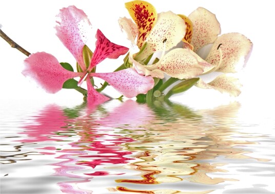 Fototapet Flowers Orchid Tree Bauhinia 350x270 - Artgeist sp. z o. o.