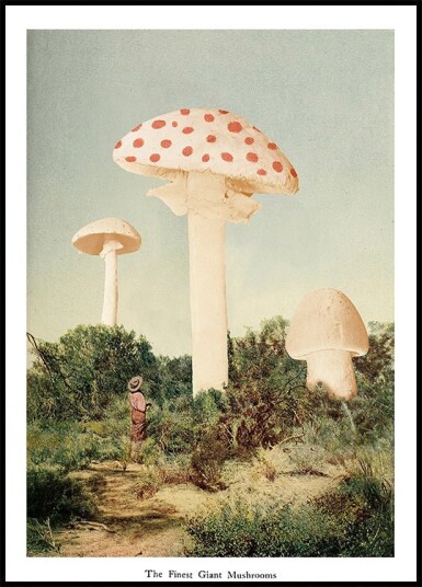 The Finest Giant Mushroom Poster Plakat / 21x30cm