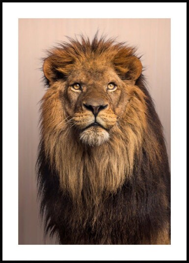 Majestic Lion Plakat Plakat / 100x150cm