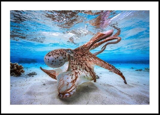 Dancing Octopus Plakat Plakat / 40x50cm Dancing Octopus Plakat Plakat / 40x50cm