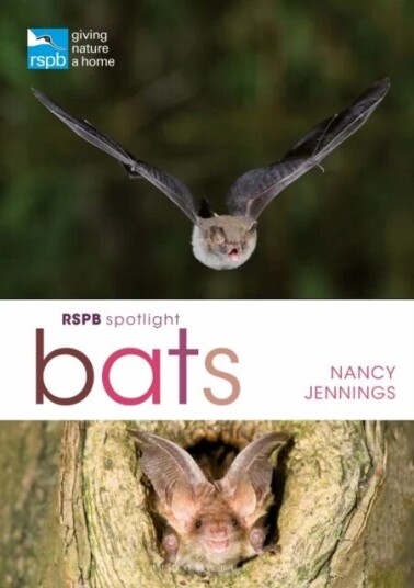 Rspb Spotlight Bats Av Nancy Jennings