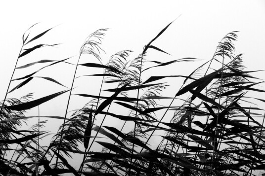 Windy weed black white av Kirsten Stigsgaard Windy weed black white av Kirsten Stigsgaard