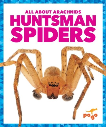 Huntsman Spiders Huntsman Spiders