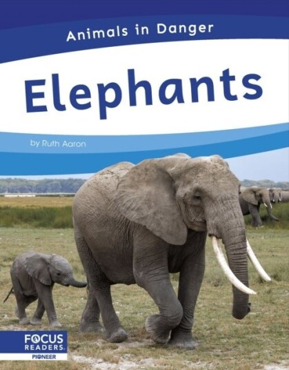 Elephants Elephants
