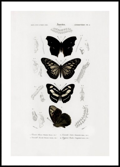 Collection of Butterflies 01 Plakat / 70x100