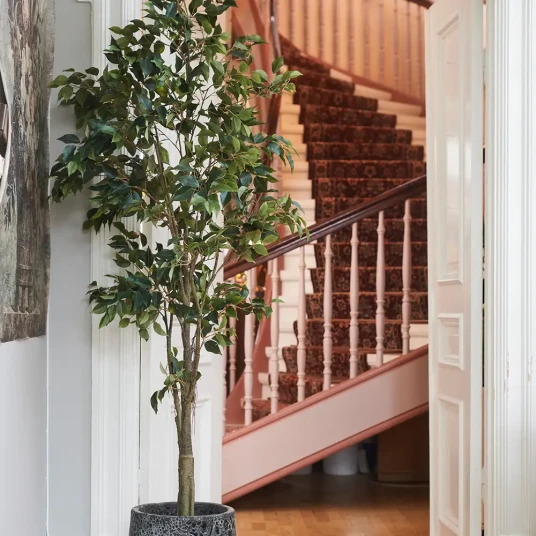 Mr Plant Benjaminfiken 165 cm Mr Plant Benjaminfiken 165 cm