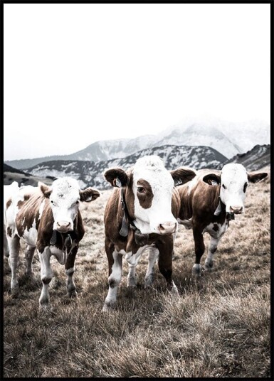 Cattle in Field Plakat Plakat / 70x100cm