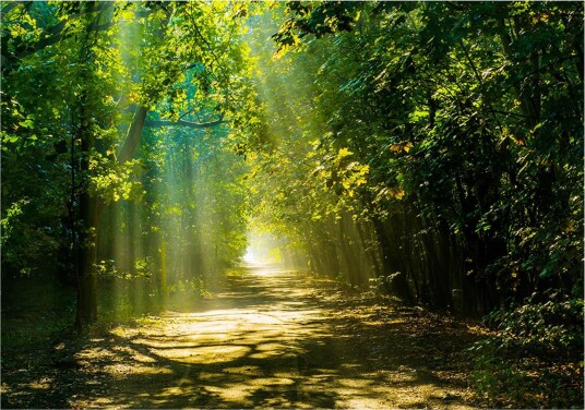Fototapet Road In Sunlight 150x105 - Artgeist sp. z o. o.