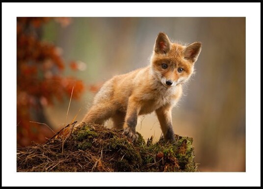 Fox Poster Plakat / 30x40cm