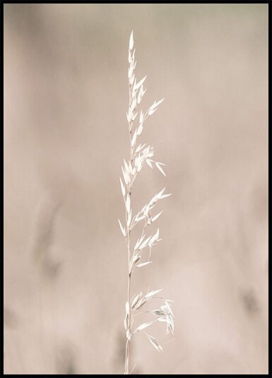Dried Nature Delights Plakat Plakat / 100x150cm