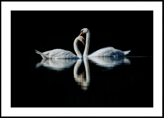 Romantic Swan Reflection Plakat / 100x150