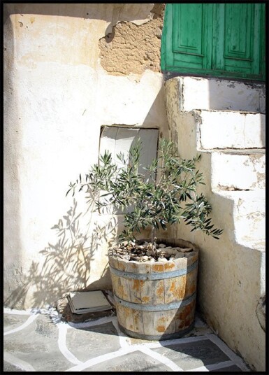Olive Tree Entrance Plakat Plakat / 21x30cm