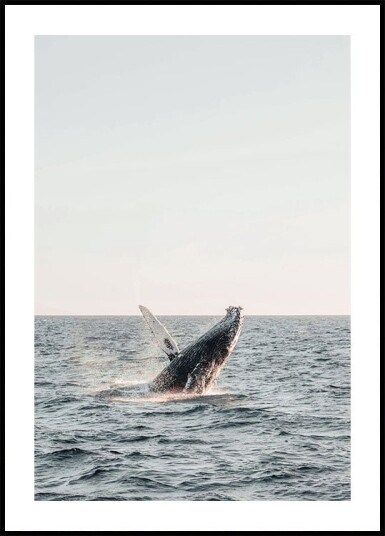 Whale Jumps Out of The Water Plakat Plakat / 30x40cm Whale Jumps Out of The Water Plakat Plakat / 30x40cm