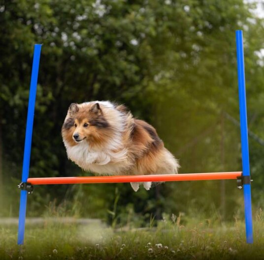 Trixie Agility Hinder 123x115cm Blå - Justerbar Høyde