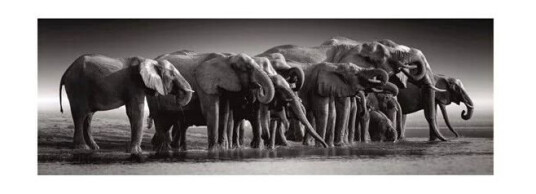 Clementoni Jigsaw Puzzle Herd of Giants 1000pcs. Gulv