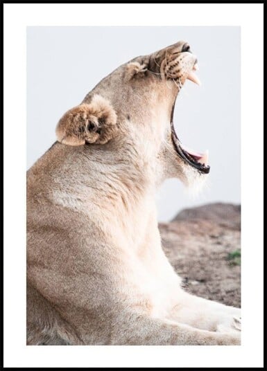 Lioness Roar Plakat Plakat / 50x70cm