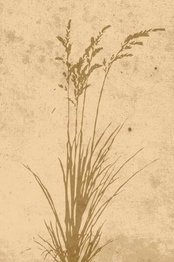 Venture Home Poster Plant art 1703374-01-118 Venture Home Poster Plant art 1703374-01-118