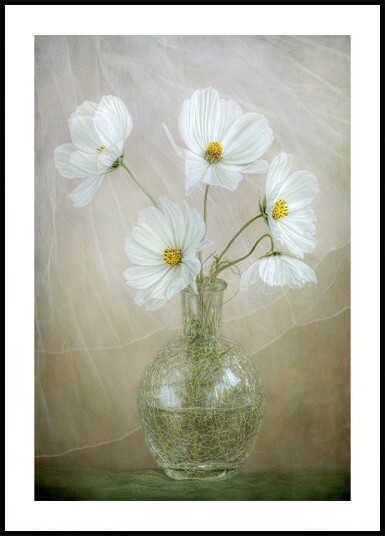 Cosmos breeze Plakat / 30x40cm Cosmos breeze Plakat / 30x40cm