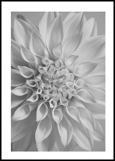 Flower Plakat Plakat / 100x150cm