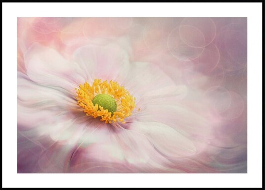 Dreams of Flower Plakat Plakat / 40x50cm Dreams of Flower Plakat Plakat / 40x50cm