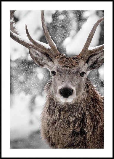 Winter Stag Poster Plakat / 30x40cm