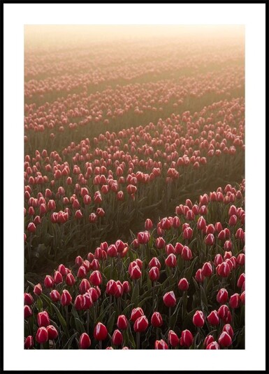 Field of Flowers 1 Plakat Plakat / 30x40cm Field of Flowers 1 Plakat Plakat / 30x40cm
