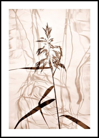 Reed reflection Poster Plakat / 100x150cm