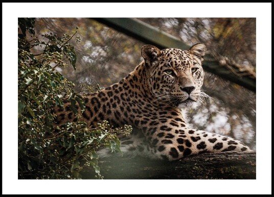 Majestic Leopard in the Wild Plakat Plakat / 21x30cm Majestic Leopard in the Wild Plakat Plakat / 21x30cm