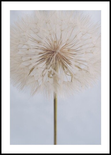 Delicate Dandelion Plakat / 40x50cm