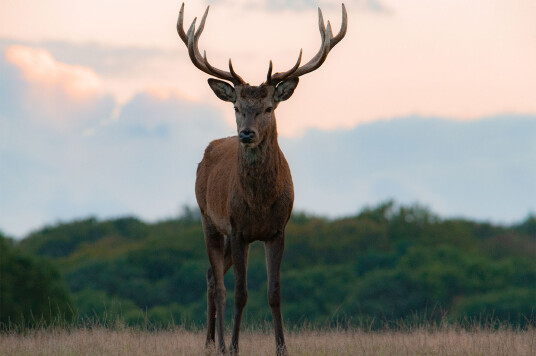 Young red deer stag av Daniel Faisst Young red deer stag av Daniel Faisst