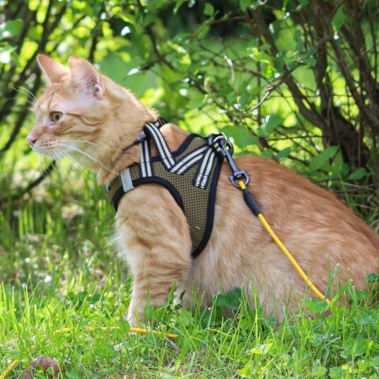 Basic Cat Sporty Kattsele Beige S 
