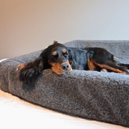 Canelana Ulltrekk til Buster Memory Foam 70x100 cm for Hundeseng