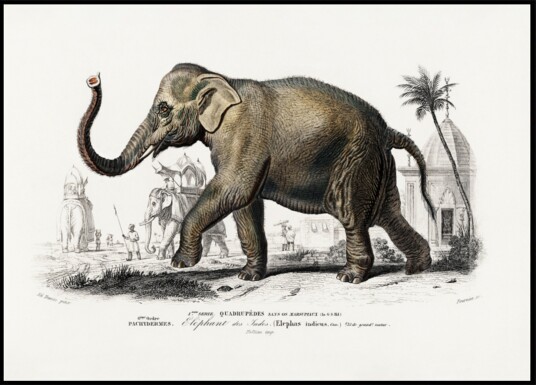 Asiatic Elephant Plakat / 21x30 Asiatic Elephant Plakat / 21x30