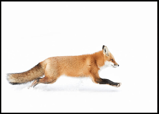 Red Fox on the run   Algonquin Park Plakat Plakat / 100x150cm