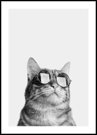 Sophisticated Feline in Sunglasses Plakat Plakat / 21x30cm
