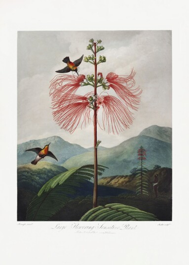 Plakat Stor Blomstrende Følsom Plante