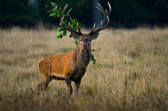 Red deer stag with accessories av Daniel Faisst Red deer stag with accessories av Daniel Faisst